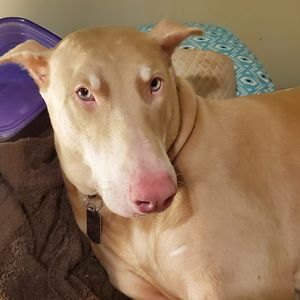 Meet your Posher, Ralph